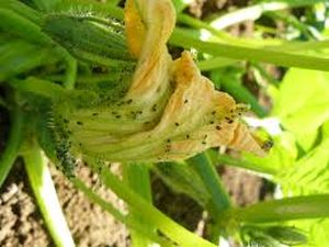 uploads/images/pest/pumkin aphids.jpg
